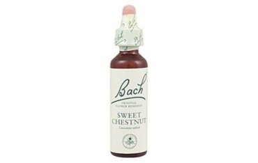 Sweet Chestnut - Castaño dulce BACH Nº 30