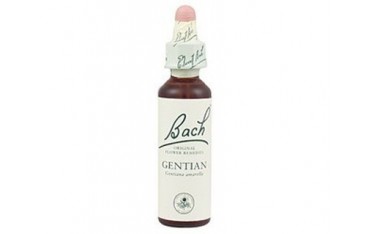 Gentian - Genciana BACH Nº 12