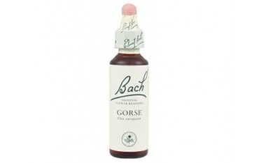 Gorse - Aulaga BACH Nº 13