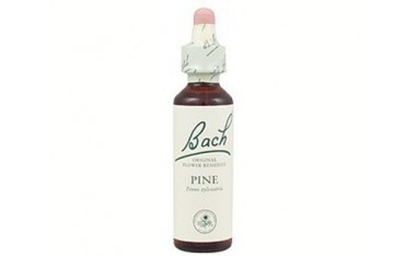 Pine - Pino BACH Nº 24