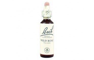 Wild Rose - Rosa silvestre BACH Nº 37