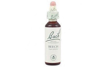 Beech - Haya BACH Nº 03