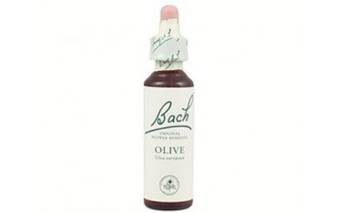 Olive - Olivo BACH Nº 23