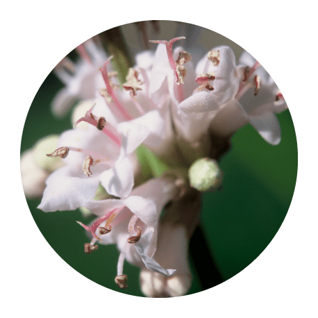 Menstruasan · A.Vogel · 50 ml