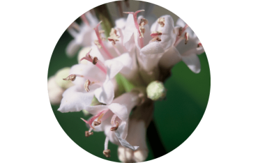 Menstruasan · A.Vogel · 50 ml