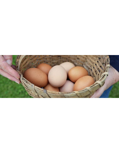 Huevos Ecológicos 1/2 docena G. Redondo