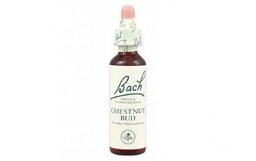 Chestnut Bud - Brote de Castaño BACH Nº 07